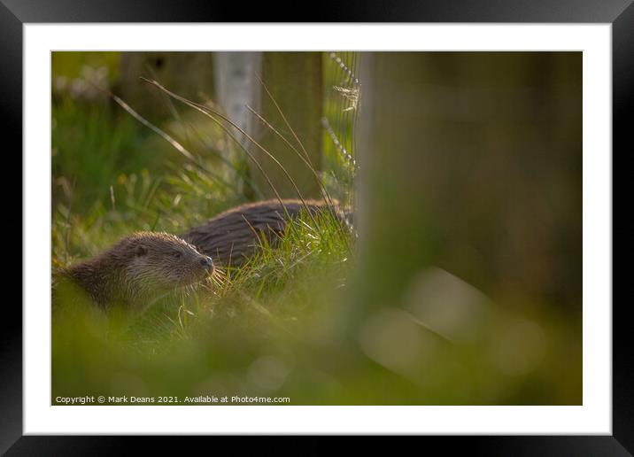 Otter in the grass  Framed Mounted Print by Mark Deans