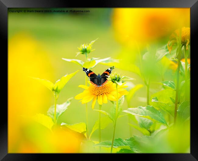 sun flower butterfly Framed Print by Mark Deans