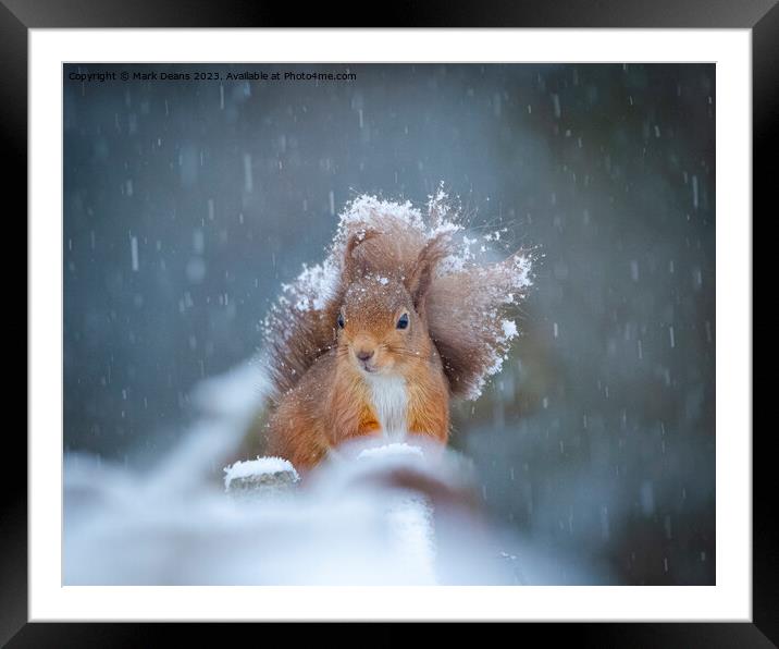 snow squirrel  Framed Mounted Print by Mark Deans