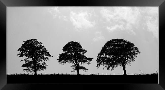 3 trees Framed Print by john maclean