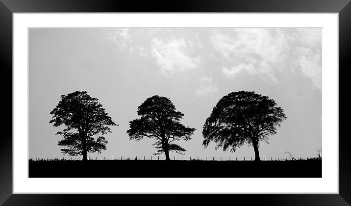 3 trees Framed Mounted Print by john maclean