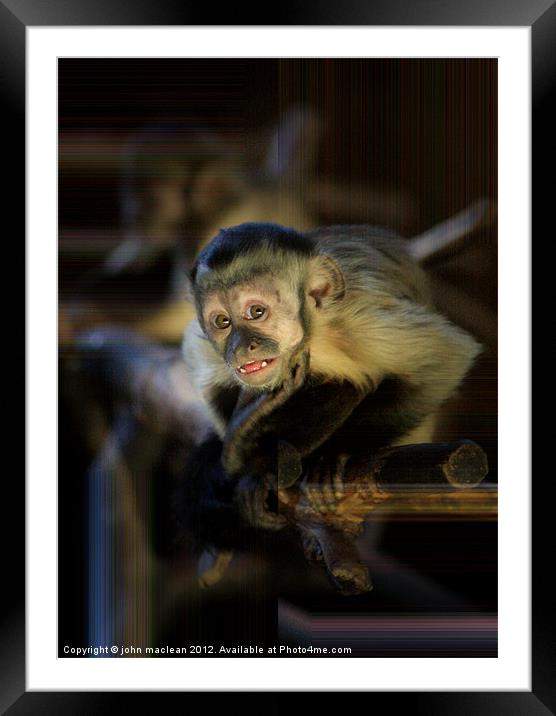 monkey Framed Mounted Print by john maclean