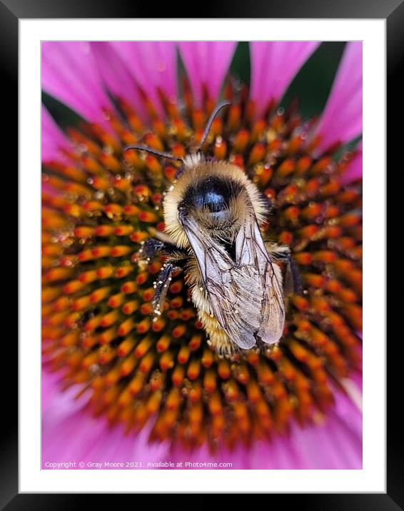Bee on Coneflower  Framed Mounted Print by Gray Moore