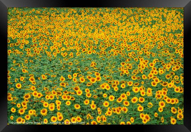 Sunflower field Framed Print by Chris Rose