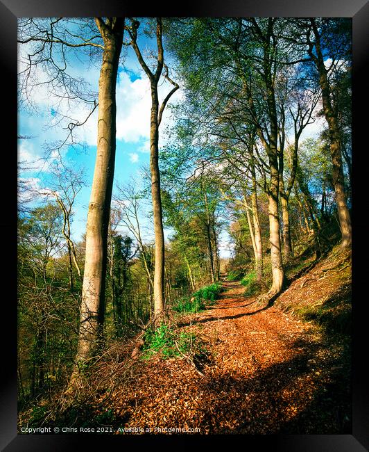 Hillside woodland footpath Framed Print by Chris Rose