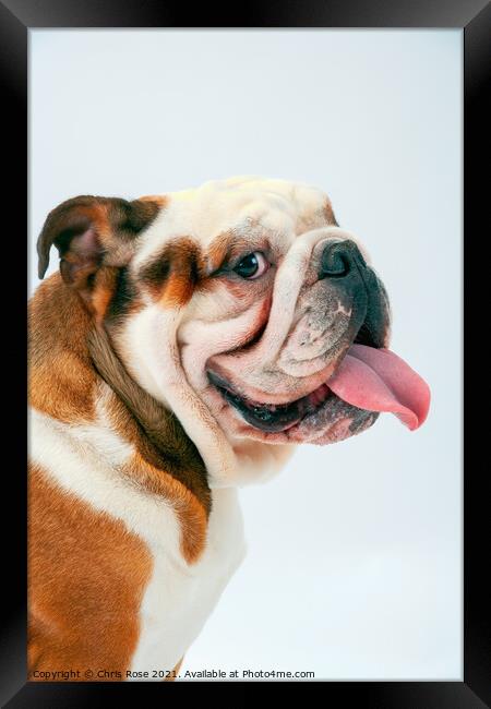 British Bulldog Framed Print by Chris Rose
