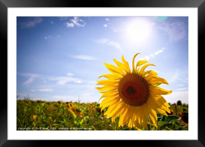 One sunflower Framed Mounted Print by Chris Rose