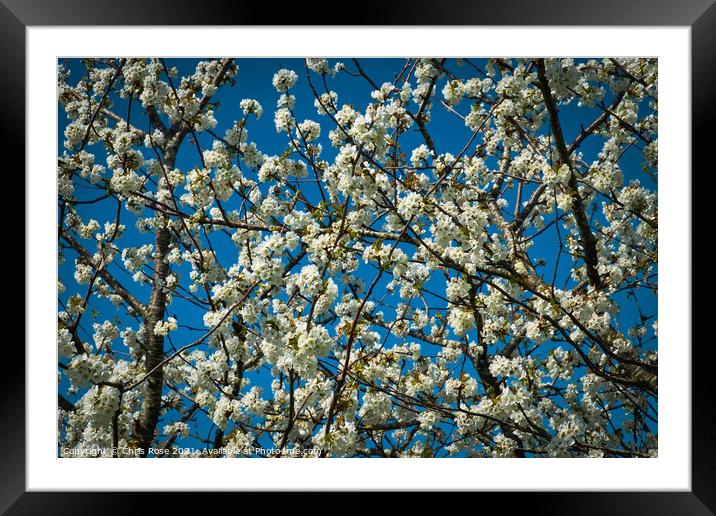 White spring pear blossom Framed Mounted Print by Chris Rose