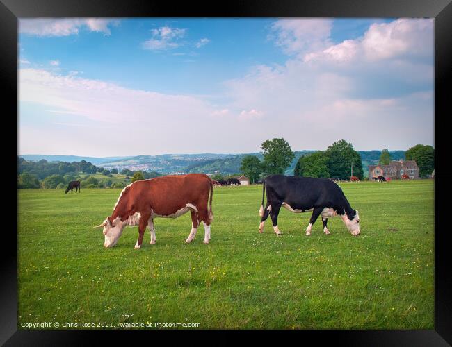 Livestock on Minchinhampton Common in the Cotswold Framed Print by Chris Rose