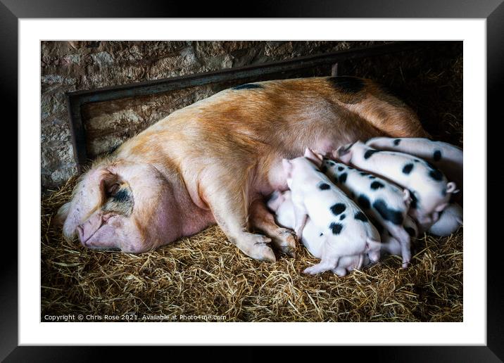 Gloucester Old Spot sow and her litter Framed Mounted Print by Chris Rose