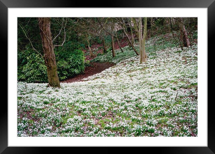 Snowdrops in woodland Framed Mounted Print by Chris Rose