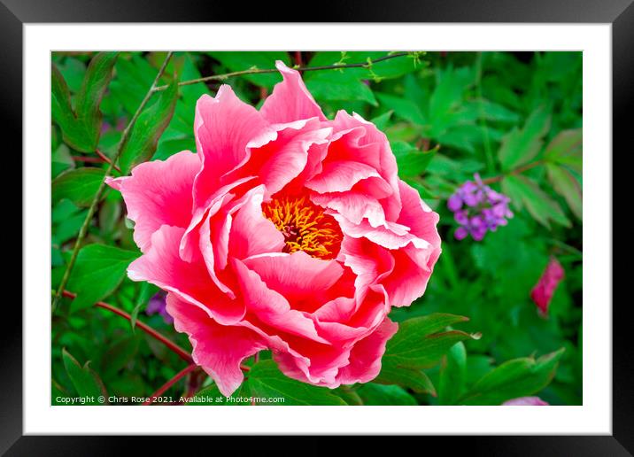 Peony Framed Mounted Print by Chris Rose