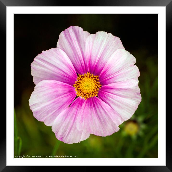 Pink cosmos Framed Mounted Print by Chris Rose