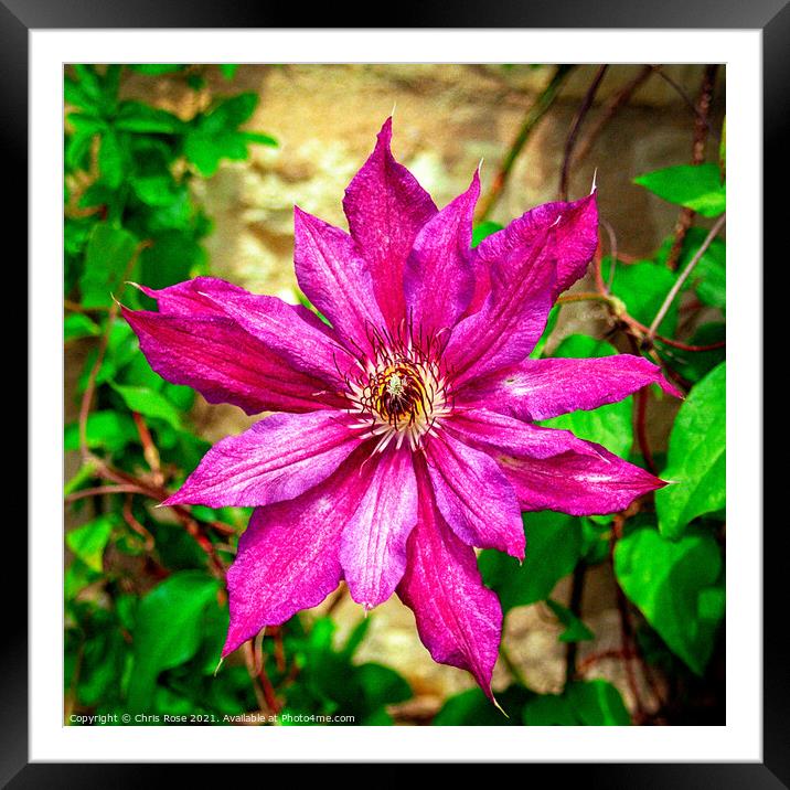 Purple Clematis Framed Mounted Print by Chris Rose