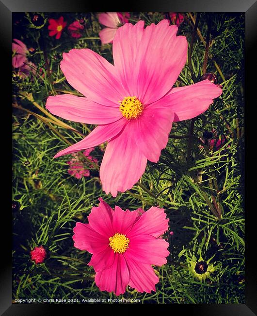 Pink Cosmos flowers Framed Print by Chris Rose