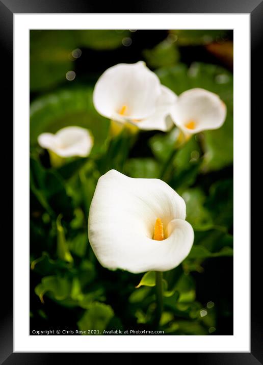 Calla Lillies Framed Mounted Print by Chris Rose