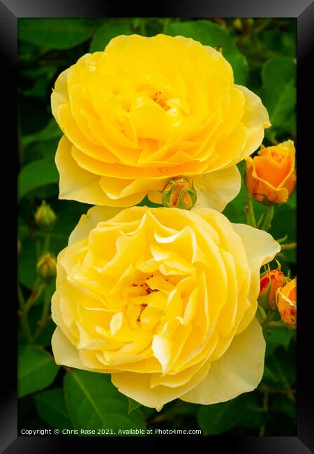 Two yellow roses Framed Print by Chris Rose