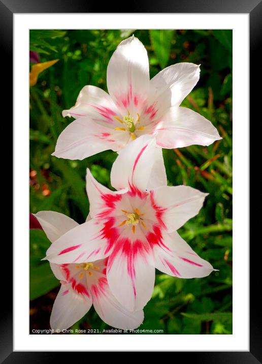 Lily flowers Framed Mounted Print by Chris Rose
