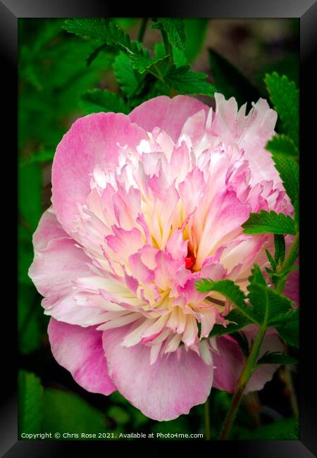 A pink Peony flower Framed Print by Chris Rose