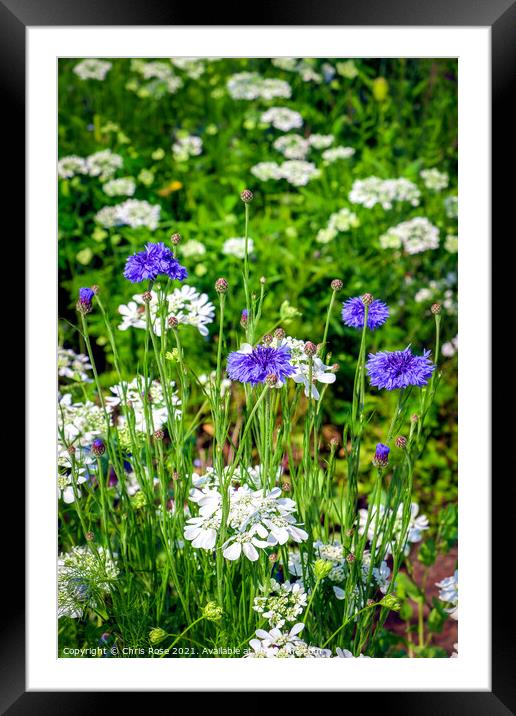Spring flowers garden border Framed Mounted Print by Chris Rose