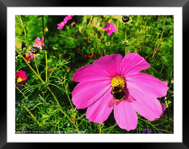 Pink Cosmos Framed Mounted Print by Chris Rose