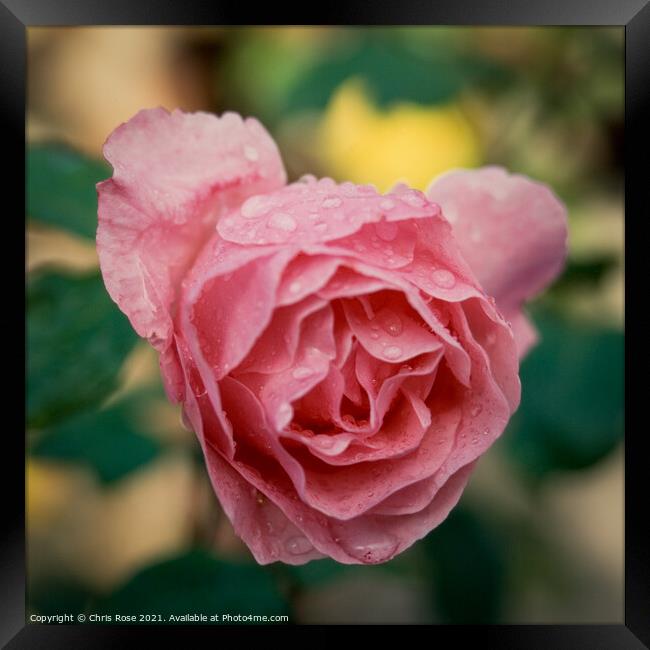 Pink rose Framed Print by Chris Rose