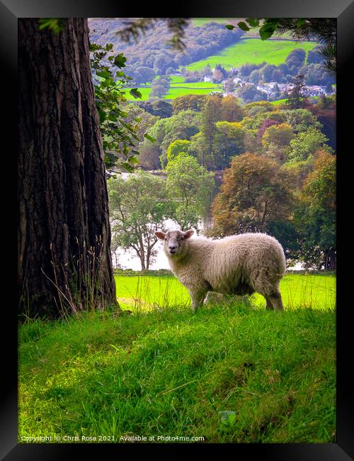 Lake District sheep Framed Print by Chris Rose