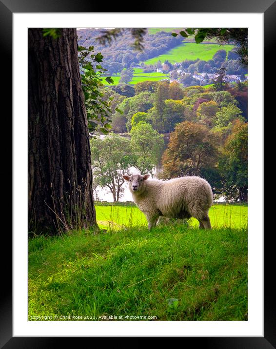 Lake District sheep Framed Mounted Print by Chris Rose
