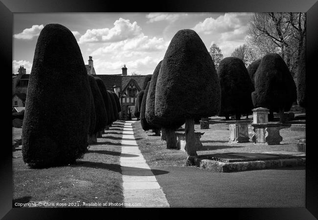 Painswick churchyard yew trees Framed Print by Chris Rose