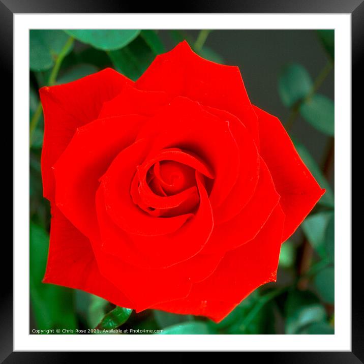 Red Rose Framed Mounted Print by Chris Rose