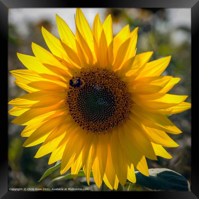 One sunflower Framed Print by Chris Rose