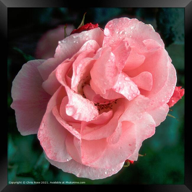 Pink rose Framed Print by Chris Rose