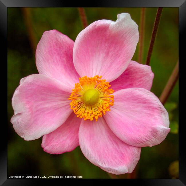 Japanese Anemone Framed Print by Chris Rose