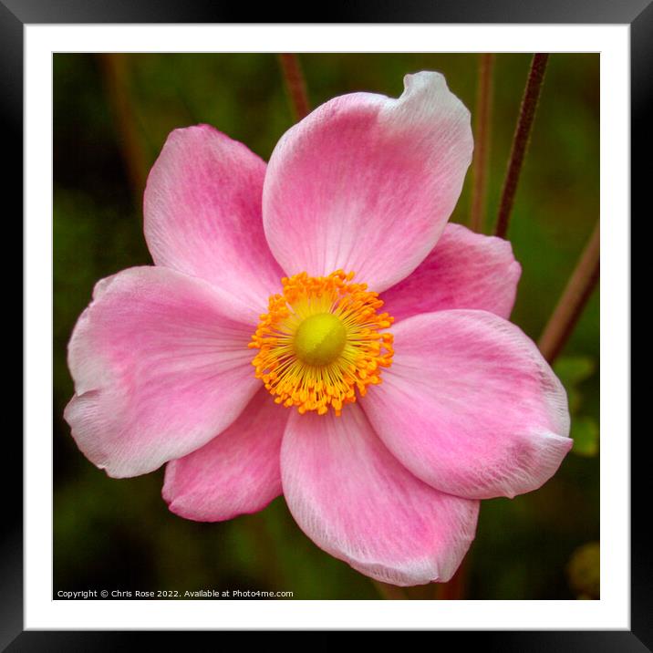 Japanese Anemone Framed Mounted Print by Chris Rose