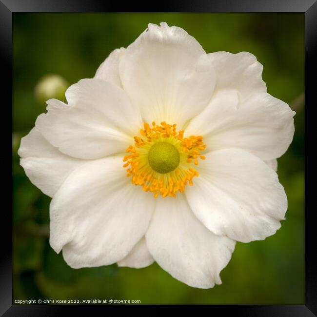 Japanese Anenome Framed Print by Chris Rose