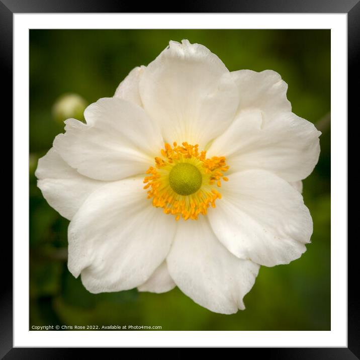 Japanese Anenome Framed Mounted Print by Chris Rose
