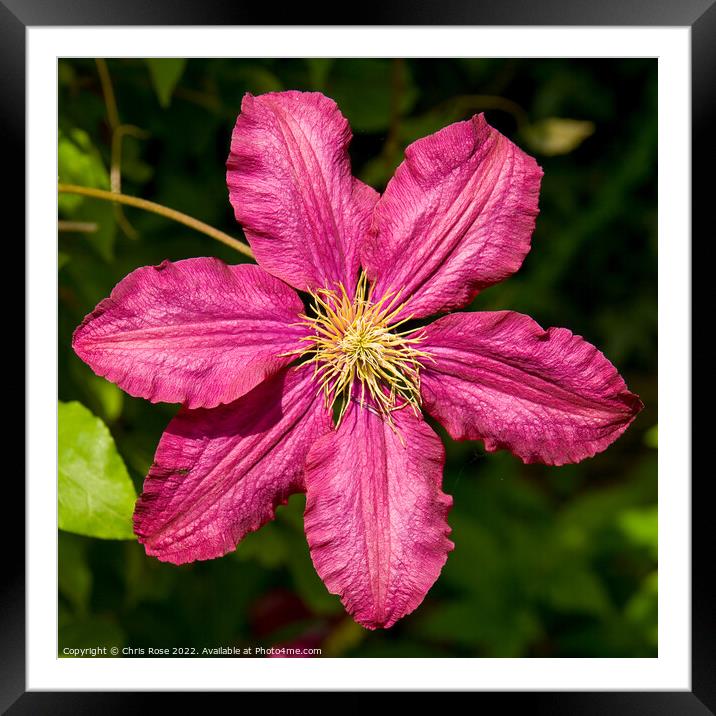 Purple clematis Framed Mounted Print by Chris Rose