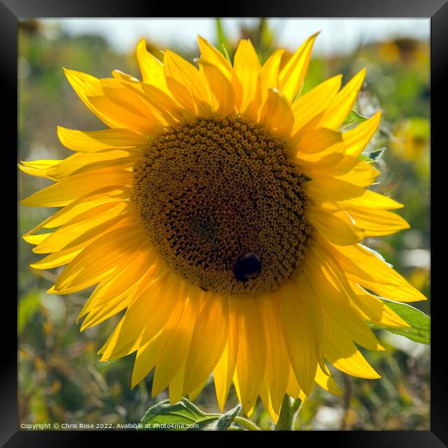 Sunflower Framed Print by Chris Rose
