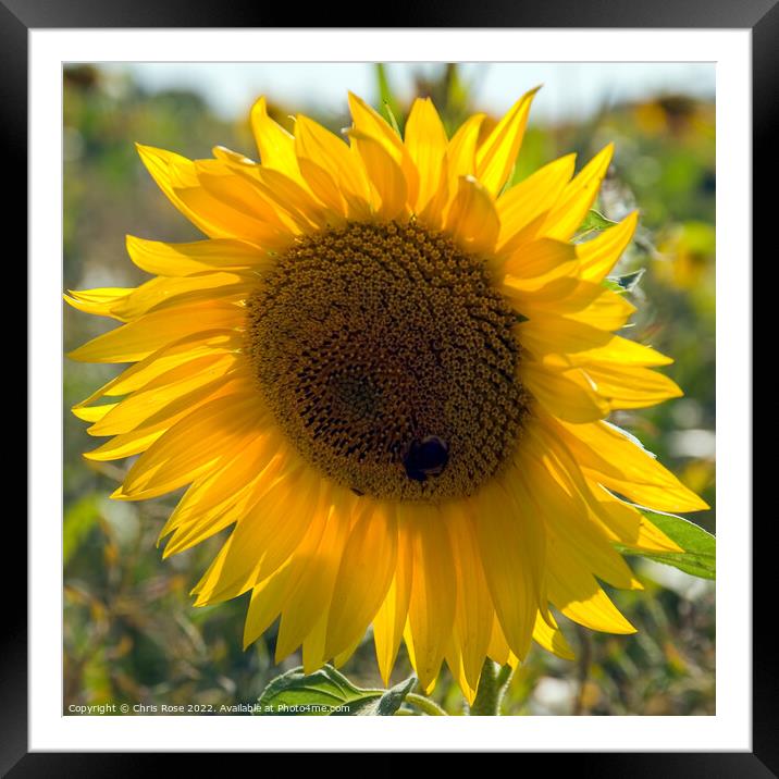 Sunflower Framed Mounted Print by Chris Rose