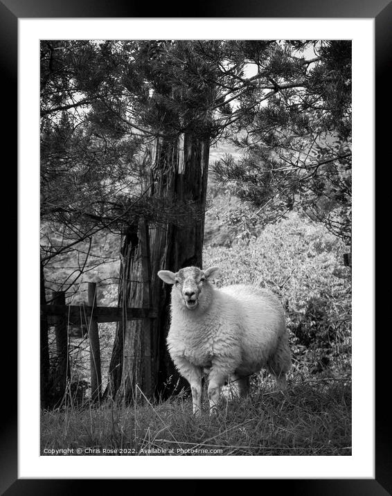 Lake District sheep posing for the camera Framed Mounted Print by Chris Rose