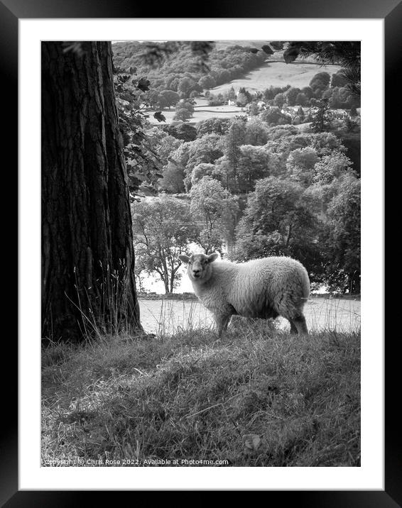 Lake District sheep posing for the camera Framed Mounted Print by Chris Rose