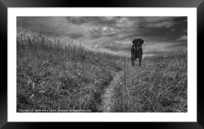 Black lab waits with a ball Framed Mounted Print by Chris Rose