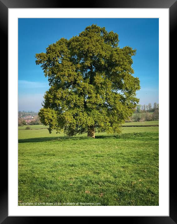 An oak tree in new lush green leaf Framed Mounted Print by Chris Rose