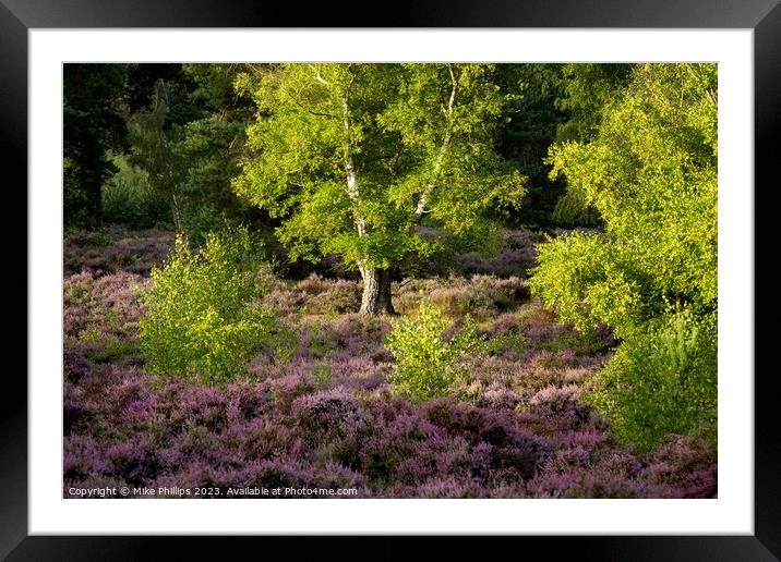 Sunlit Solitude Amidst Surrey Heather Framed Mounted Print by Mike Phillips