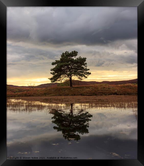 The Solitude of a Tree Framed Print by Steven Nokes