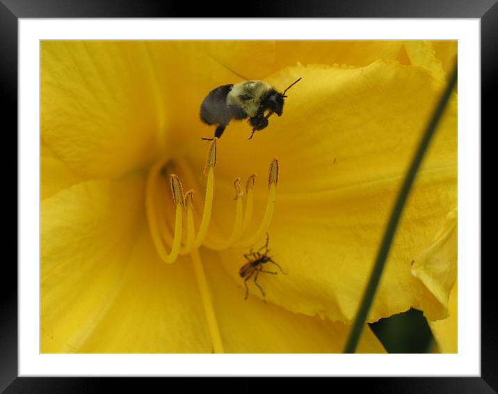 Bee Have Framed Mounted Print by Angela Martin
