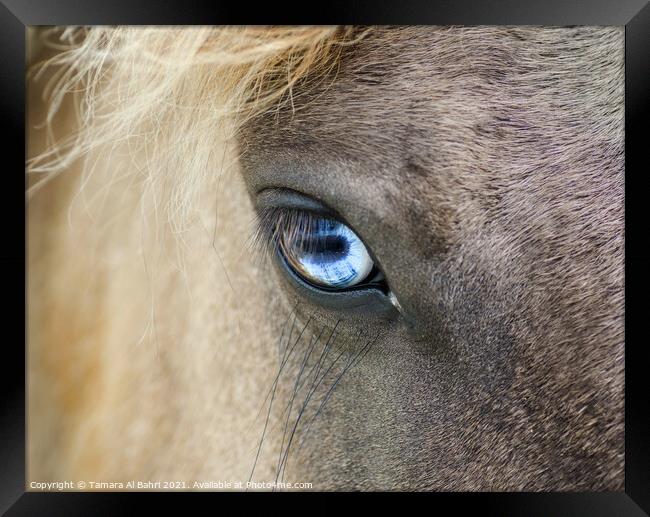 Eye of a Dartmoor Pony Framed Print by Tamara Al Bahri