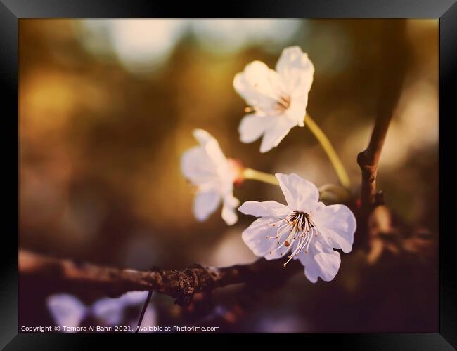 White Cherry Blossoms Framed Print by Tamara Al Bahri