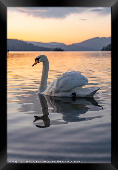 Lake Windermere Swan at Sunset Framed Print by Tamara Al Bahri