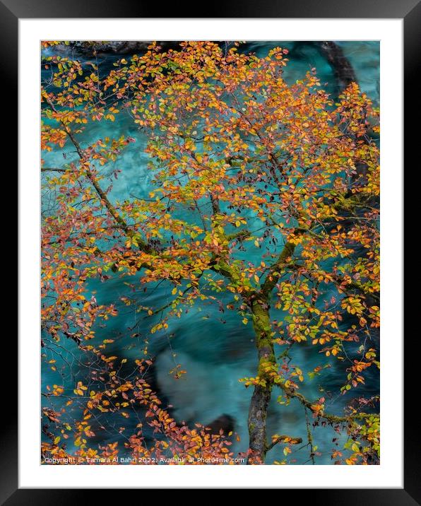 Autumn Leaves in Vintgar Gorge Framed Mounted Print by Tamara Al Bahri